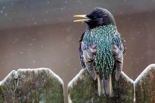 A European Starling perched on a fence in the snow.