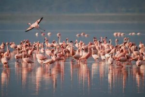 A large flock of flamingos in the water