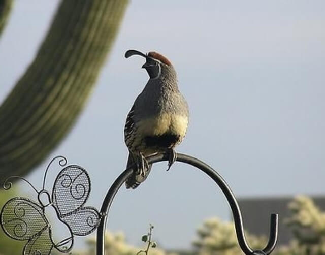 A Gambel's Quail perched on a pole.