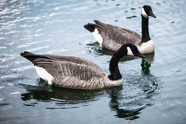 Two geese floating on the water.