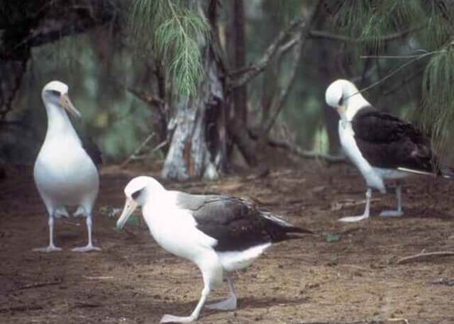 Three Laysan albatrosses foraging.
