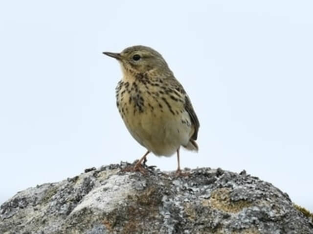 A meadow pipit sitting on a stone wall.