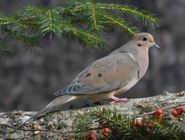 A mourning dove perched on a tree.