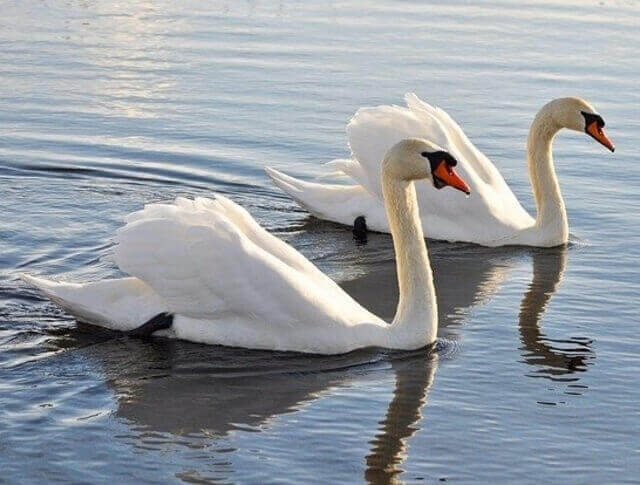Two mute swans swimming.