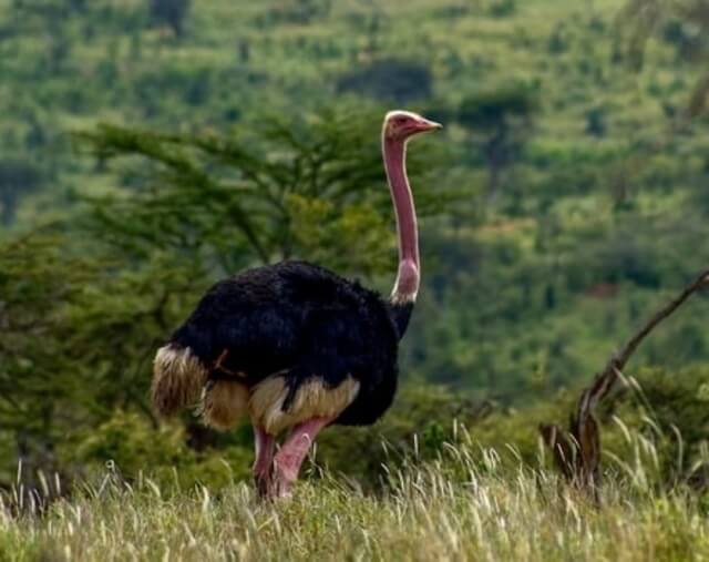 A male Ostrich in the Laikipia region, Kenya.

