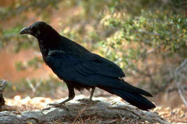 A Raven foraging.
