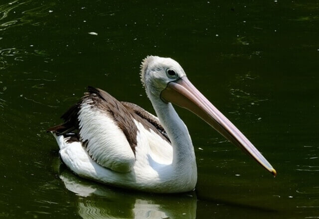 A Pelican floating in the water.