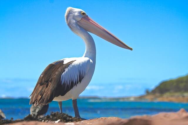 A Pelican on the shore.