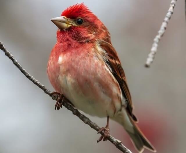 A Purple Finch perched on a thin branch.