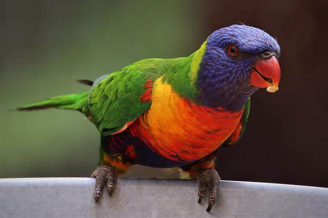 A rainbow lorikeet.