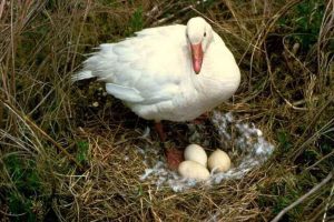 A snow goose standing over its nest.