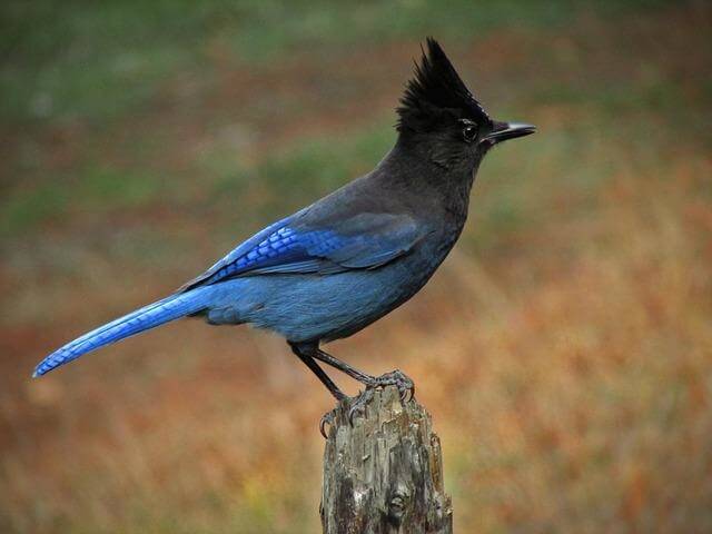 A Steller's Jay perched on a wooden post.