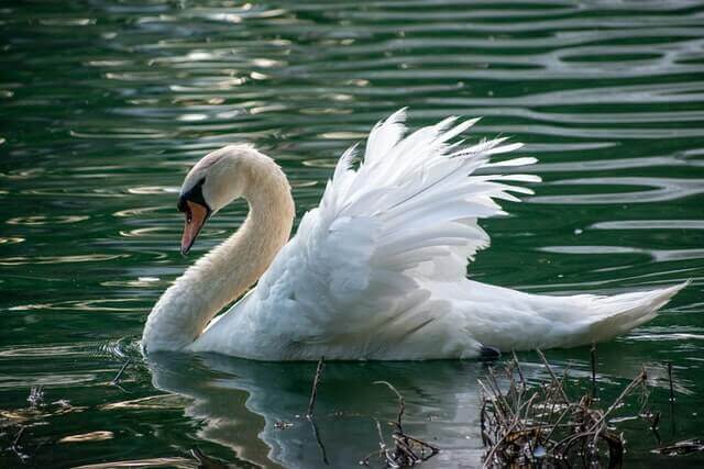 A swan gliding along on the water.