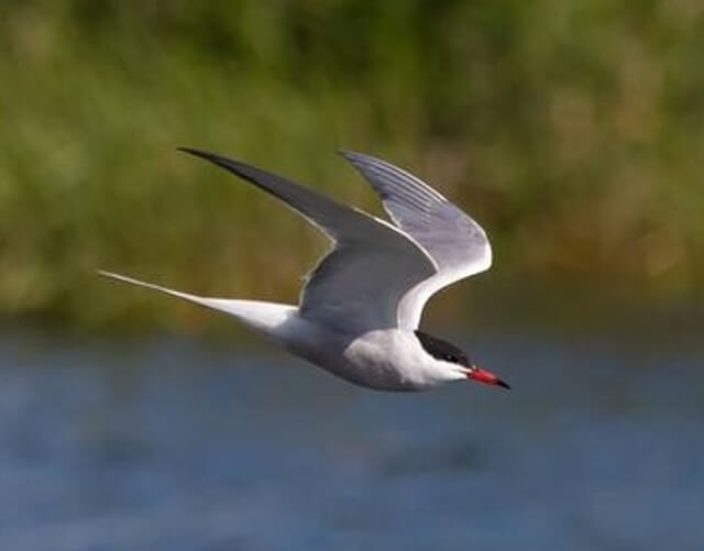 A tern darting towards the water.