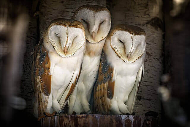 Three barn owls sleeping.
