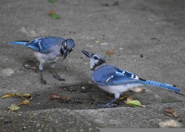 Two blue jays foraging on the ground.