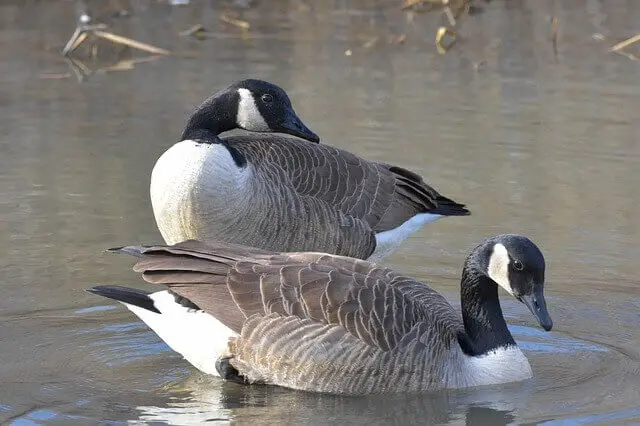 Two Canada Geese in the water.