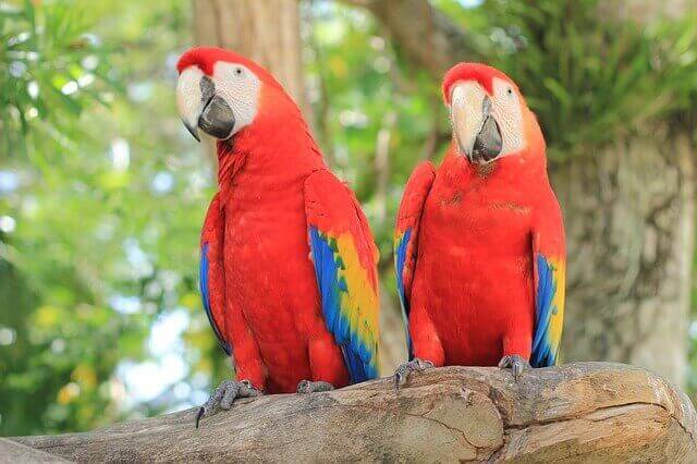 Two Scarlet Macaws perched.