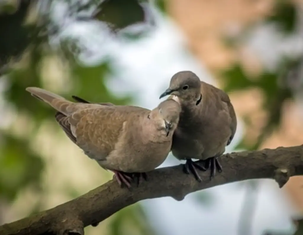 Two doves perched on a tree branch.