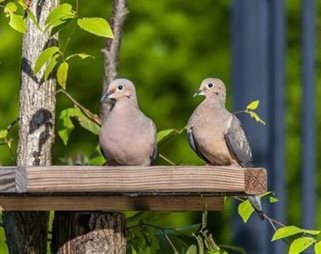 Two mourning doves perching on a wooden platform.