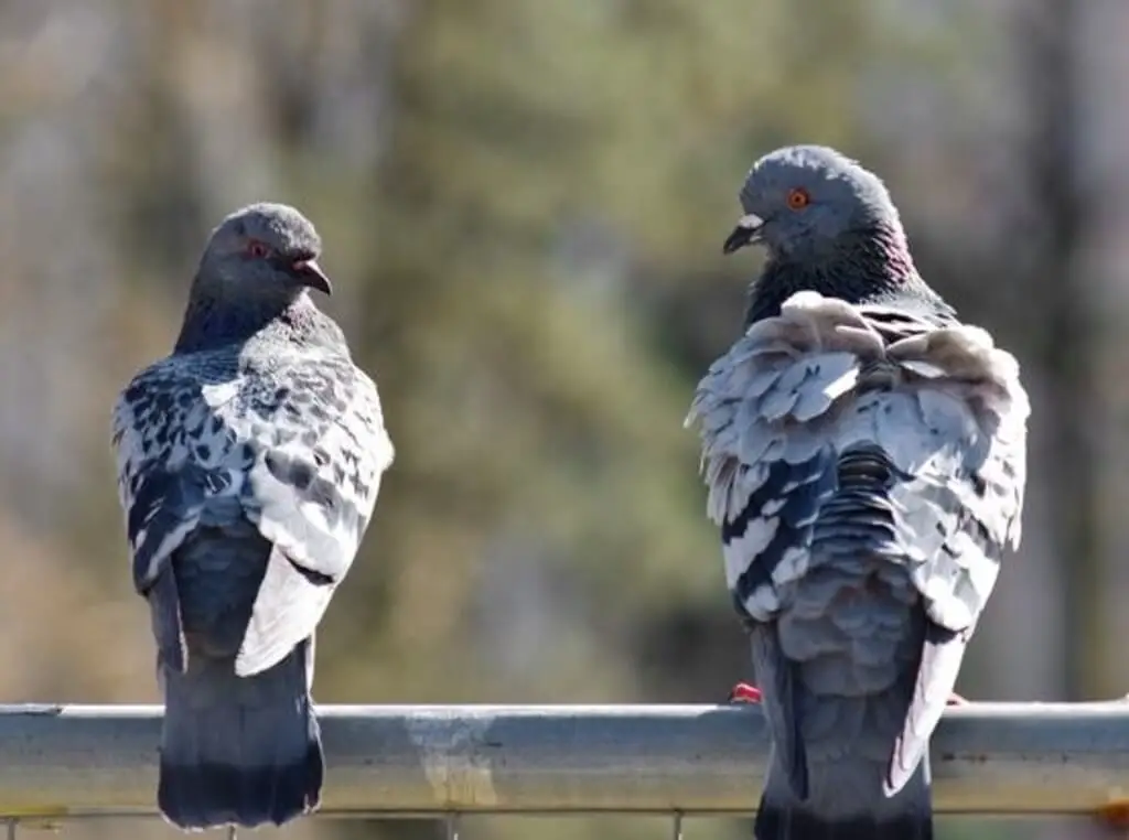 Two pigeons with ruffled feathers.