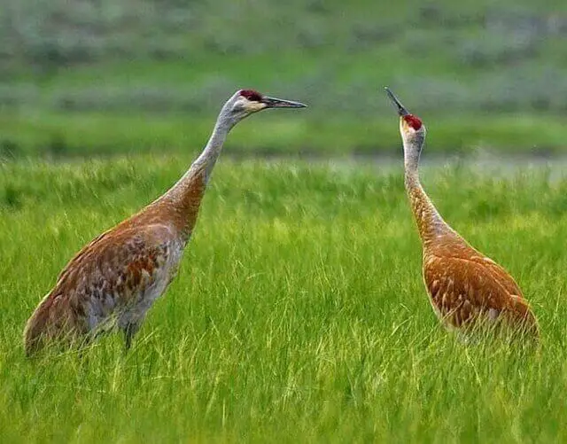 Two Sandhill Cranes in  a field.