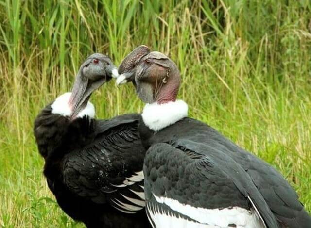 Two Andean Condors.