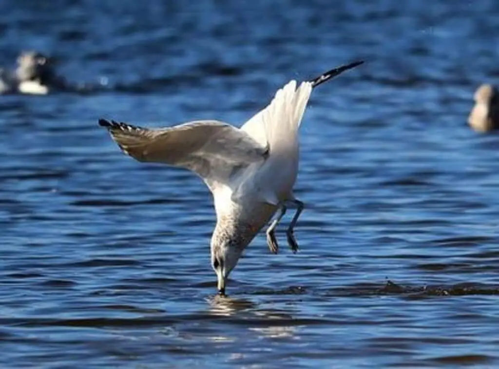 A gull diving into the water.