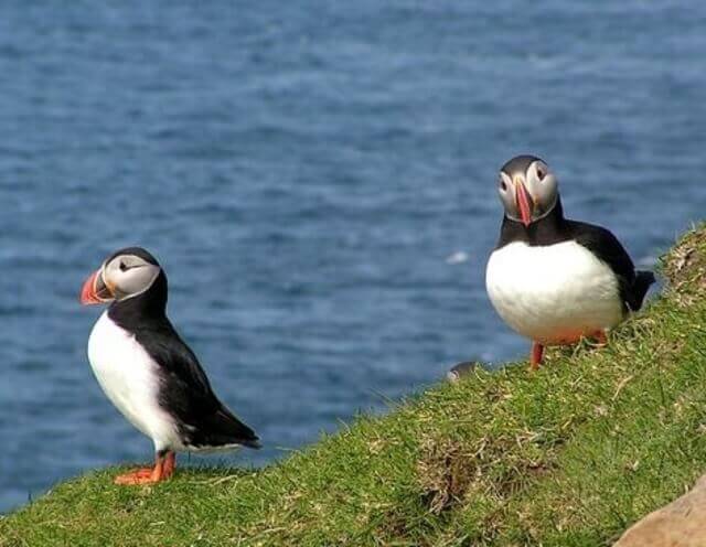 Two Atlantic Puffins on shore.