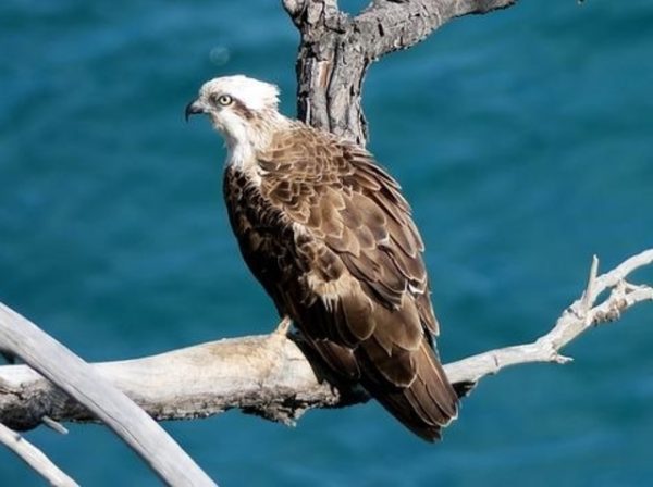 13 Beautiful Birds That Represent Freedom and Strength!