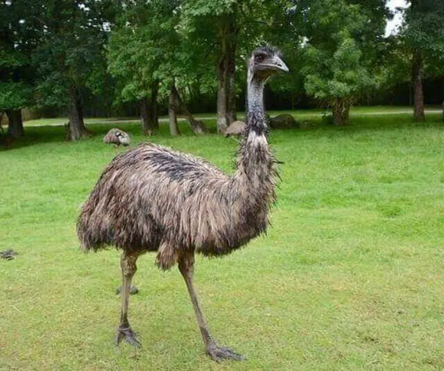 An Emu bird foraging.