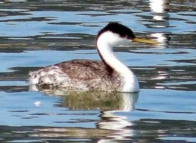 A Western Grebe floating in the water.