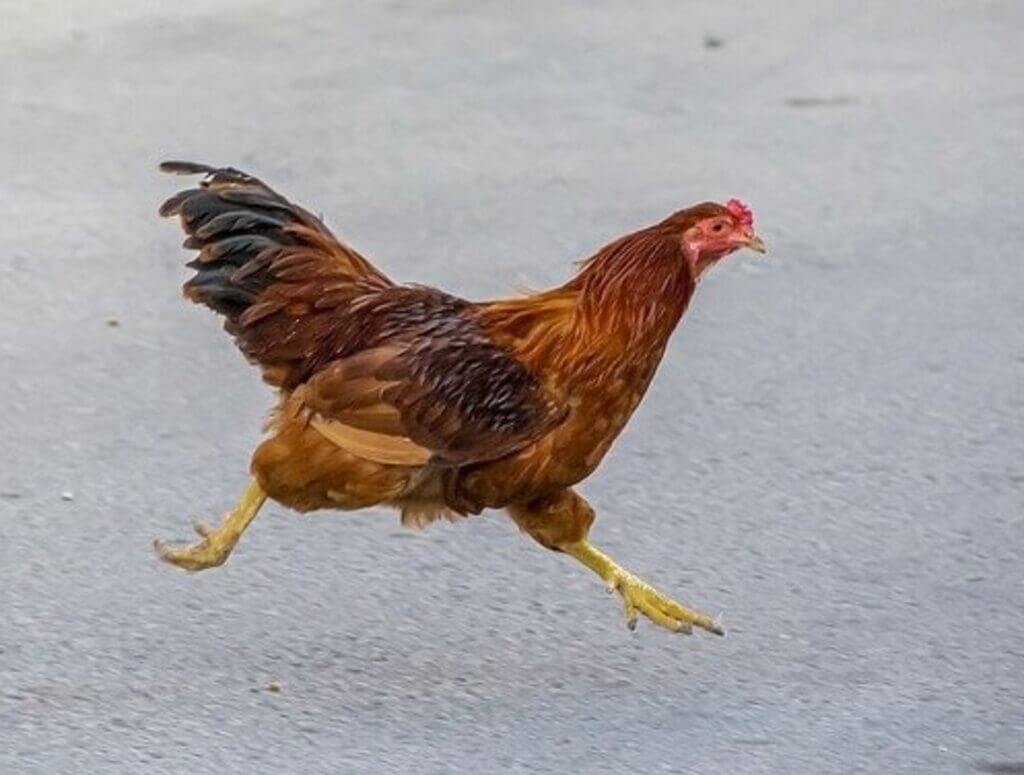 A chicken running fast on the road.