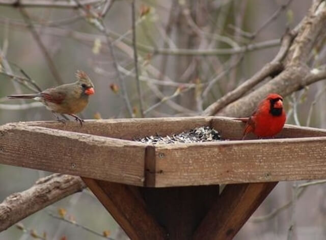 A male and a female cardinal feeding on a platform feeder.
