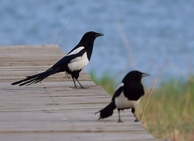 Two black-billed magpies on a dock.