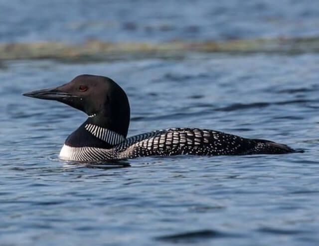A Loon floating on the lake water.
