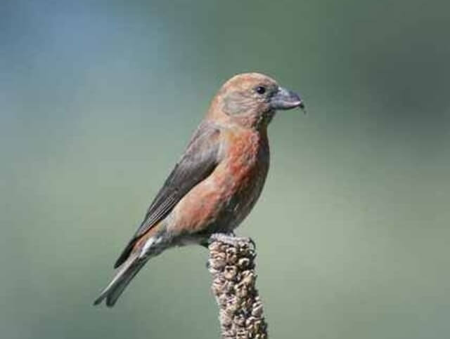 A red crossbill perched on a branch.