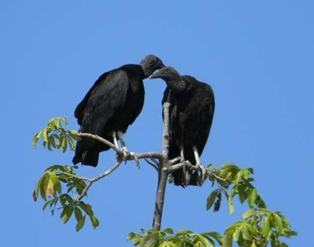 Two Black Vultures perched on a tree.