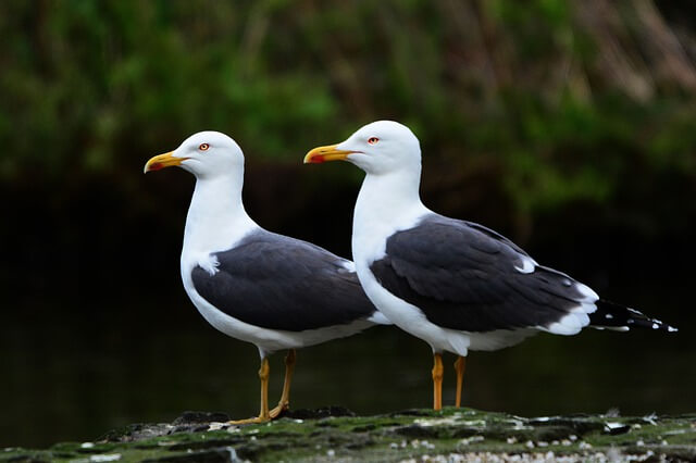 Two seagulls that look like identical twins