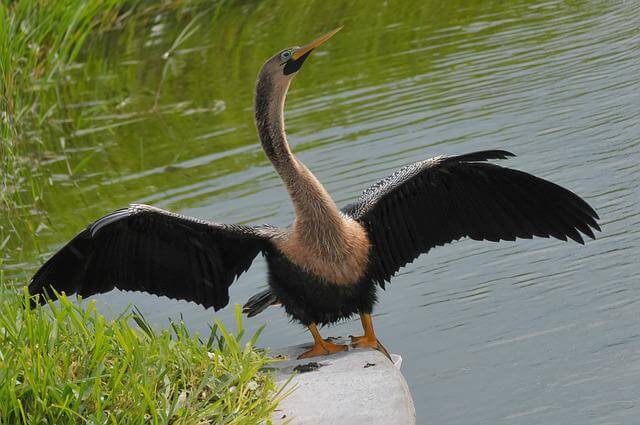 An Anhinga perched on a rock near water.
