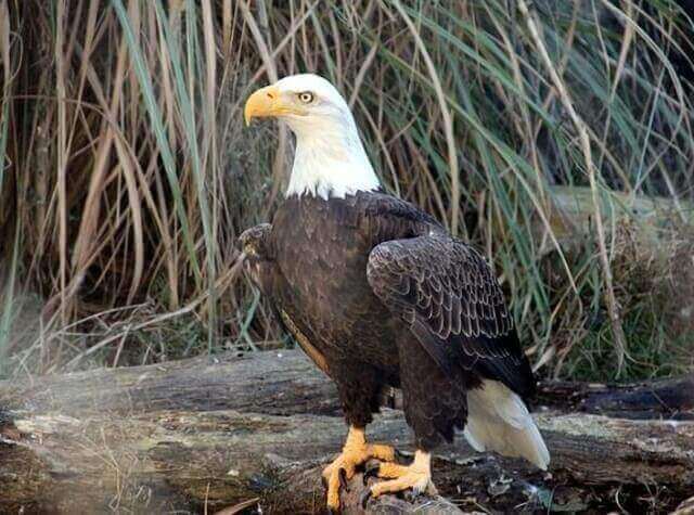 A bald eagle.
