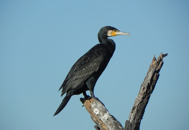 A great cormorant perched on a tree branch.