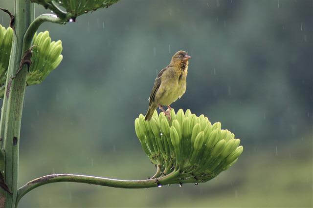A small bird in the rain.