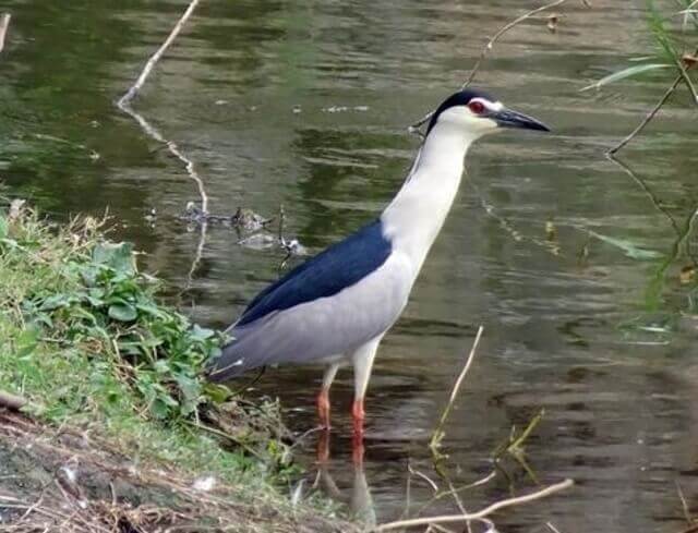 A Black-crowned Night Heron standing in the water.