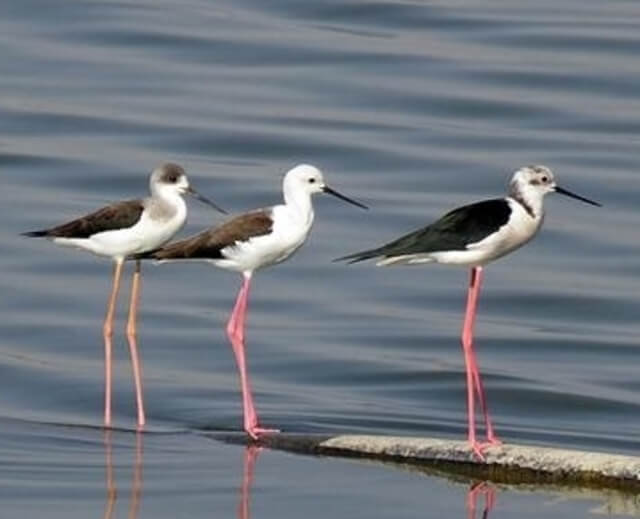 Three black-winged stilts perched on a sunken object in the water.