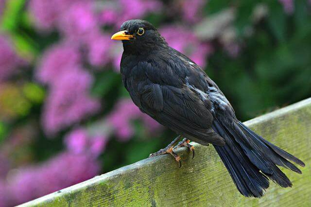 A blackbird perched on a fence.