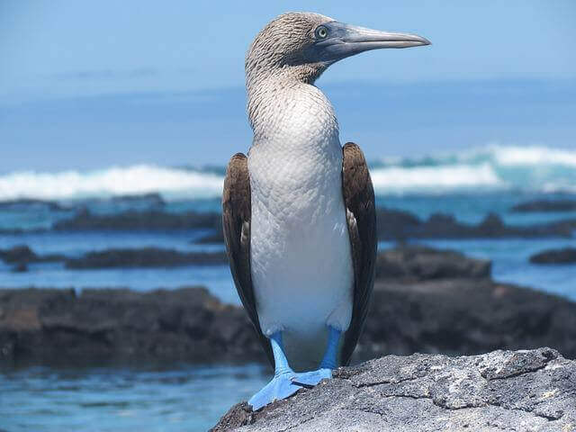 A blue-footed boobie perched on a rock.
