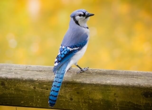 A blue jay perched on a wood fence.