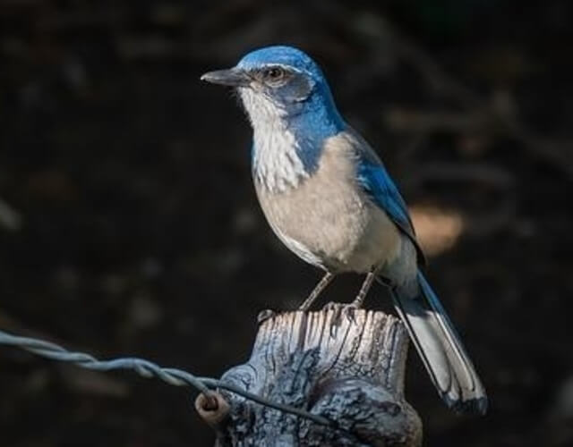  A California scrub jay (Aphelocoma californica) perched on a wooden post.