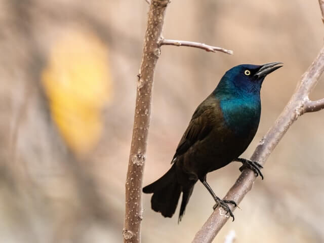 A common grackle perched on a tree.